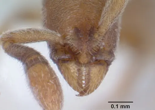 Dolioponera fustigera - CASENT0000078