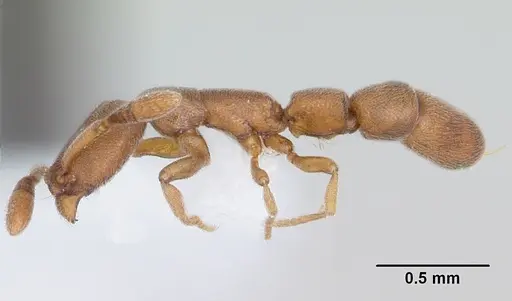 Dolioponera fustigera - CASENT0000078