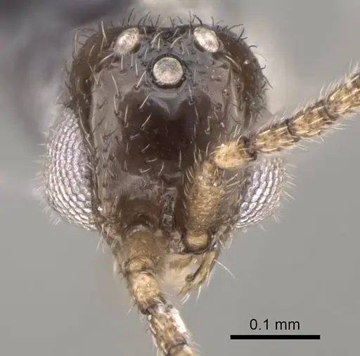 Dolioponera fustigera - CASENT0090028