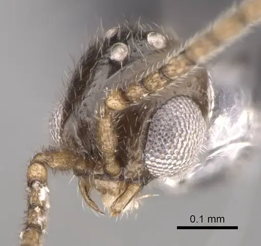 Dolioponera fustigera - CASENT0090028