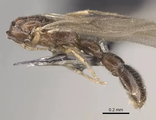 Dolioponera fustigera - CASENT0090028