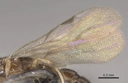 Dolioponera fustigera - CASENT0090028