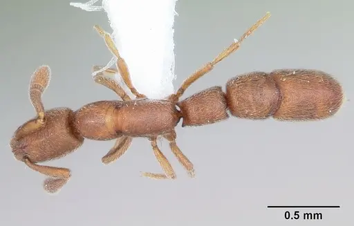 Dolioponera fustigera - CASENT0411307