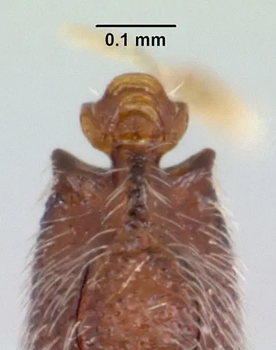 Dolioponera fustigera - CASENT0411307