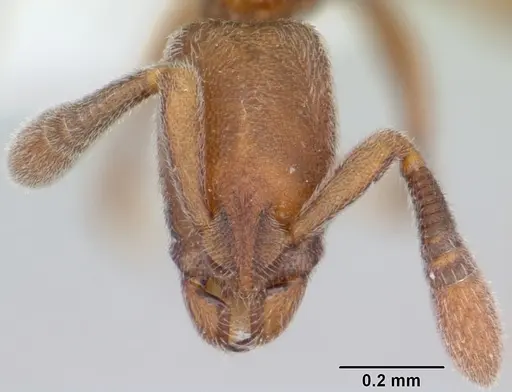 Dolioponera fustigera - CASENT0411307