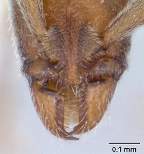 Dolioponera fustigera - CASENT0411307