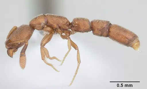 Dolioponera fustigera - CASENT0411307