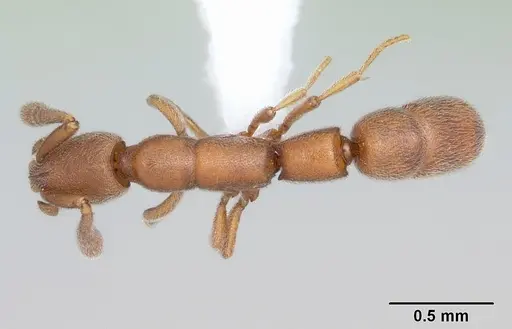 Dolioponera fustigera - CASENT0412032