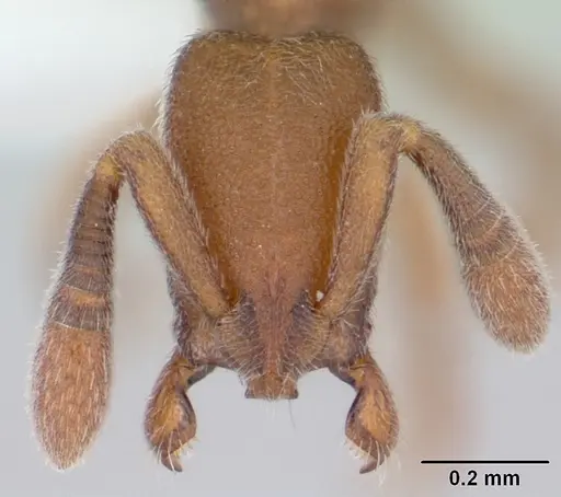 Dolioponera fustigera - CASENT0412032