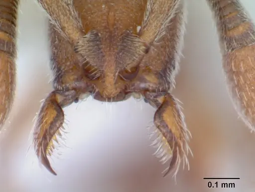 Dolioponera fustigera - CASENT0412032