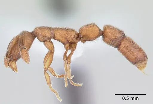 Dolioponera fustigera - CASENT0412032