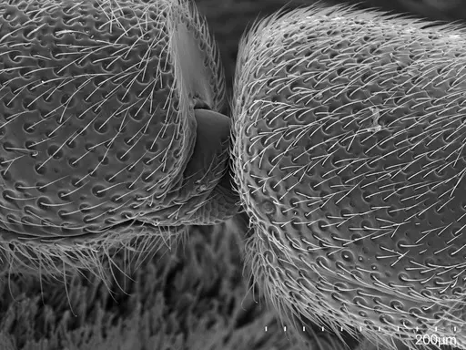 Dolioponera fustigera - CASENT0412032