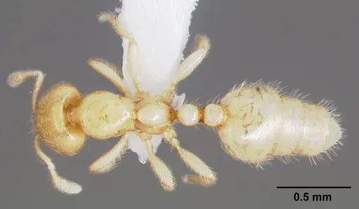 Dolopomyrmex pilatus specimen