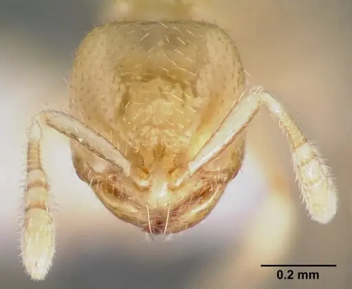 Dolopomyrmex pilatus specimen