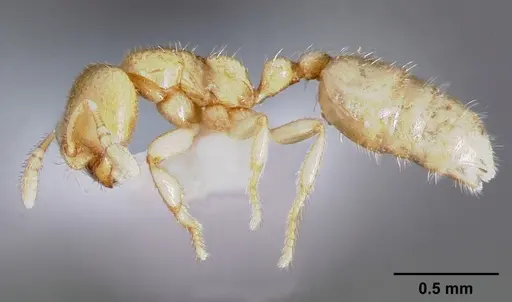 Dolopomyrmex pilatus specimen
