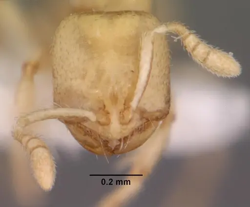 Dolopomyrmex pilatus - CASENT0102679