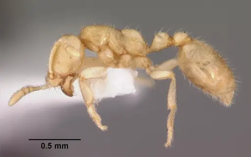 Dolopomyrmex pilatus - CASENT0102679