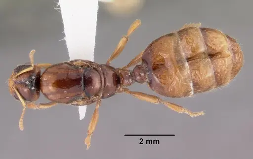 Dolopomyrmex pilatus - CASENT0102680