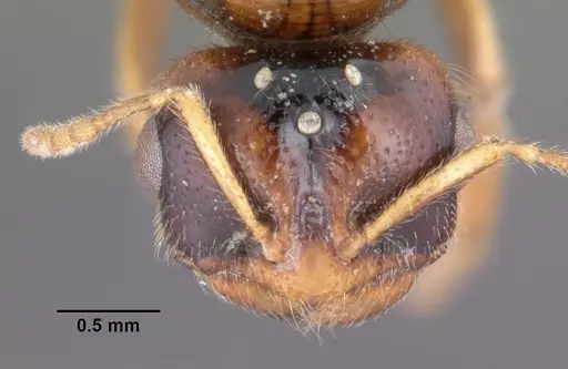 Dolopomyrmex pilatus - CASENT0102680