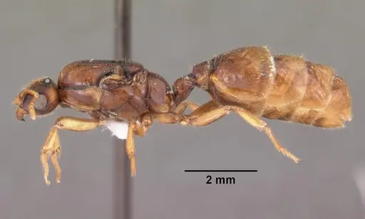 Dolopomyrmex pilatus - CASENT0102680