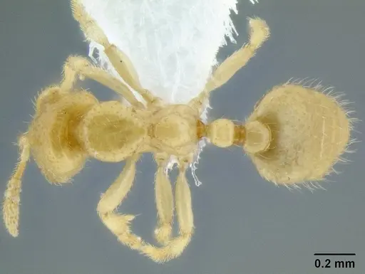 Dolopomyrmex pilatus - CASENT0106200
