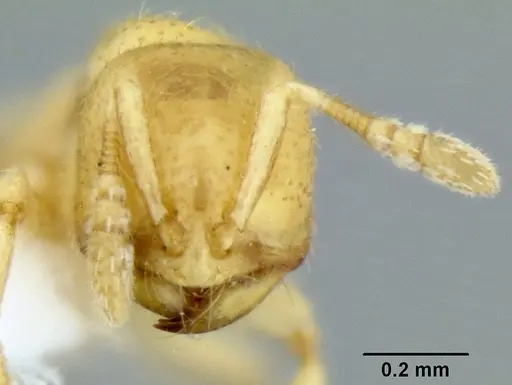 Dolopomyrmex pilatus - CASENT0106200