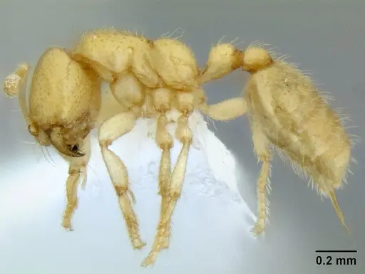 Dolopomyrmex pilatus - CASENT0106200