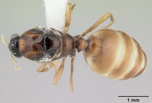 Dolopomyrmex pilatus - CASENT0178566
