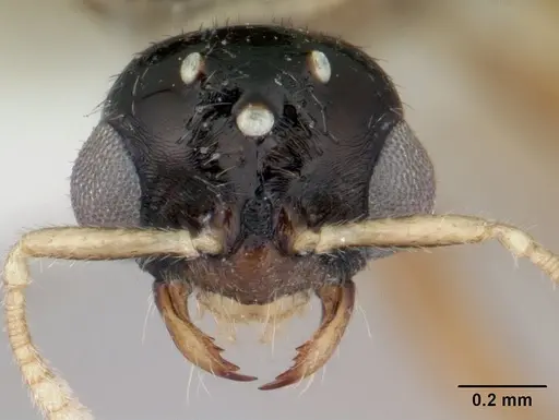 Dolopomyrmex pilatus - CASENT0178566