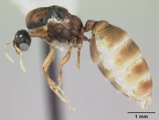 Dolopomyrmex pilatus - CASENT0178566
