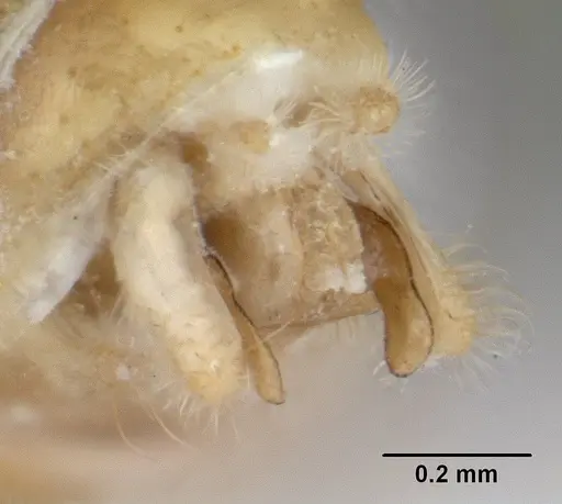 Dolopomyrmex pilatus - CASENT0178566