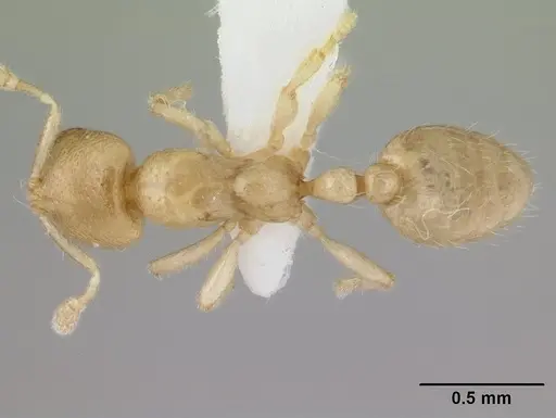 Dolopomyrmex pilatus - CASENT0178567