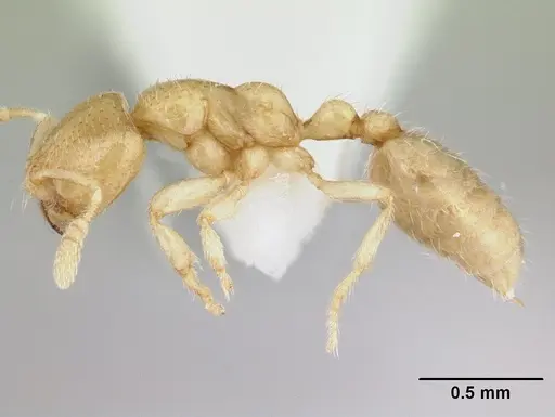 Dolopomyrmex pilatus - CASENT0178567