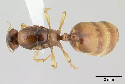 Dolopomyrmex pilatus - CASENT0178568