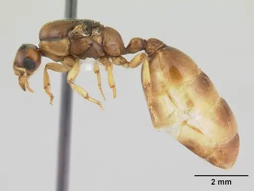 Dolopomyrmex pilatus - CASENT0178568