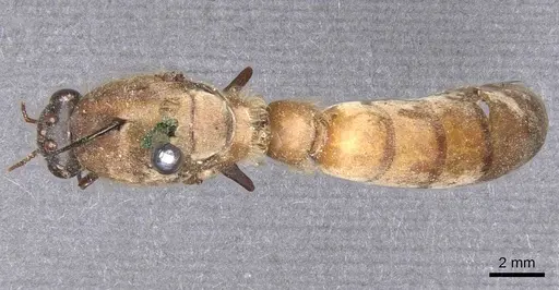Dorylus acutus specimen