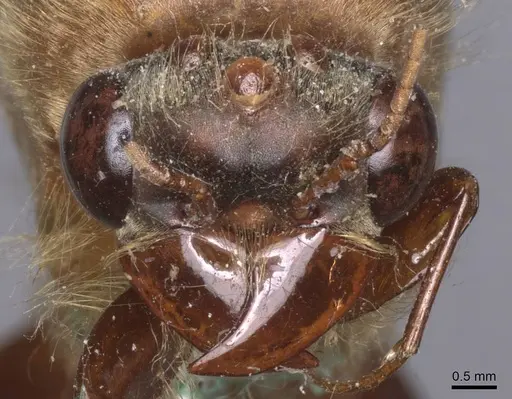 Dorylus acutus specimen