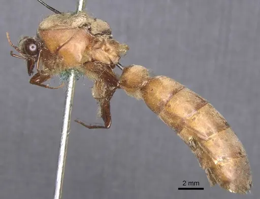 Dorylus acutus specimen