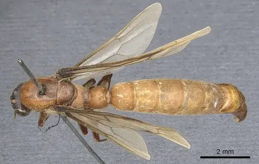 Dorylus aethiopicus specimen