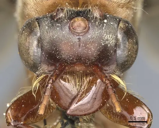 Dorylus aethiopicus specimen