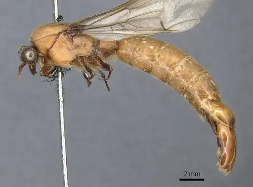 Dorylus aethiopicus specimen