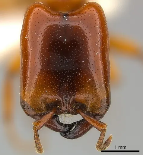 Dorylus affinis specimen