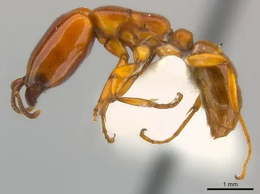 Dorylus affinis specimen