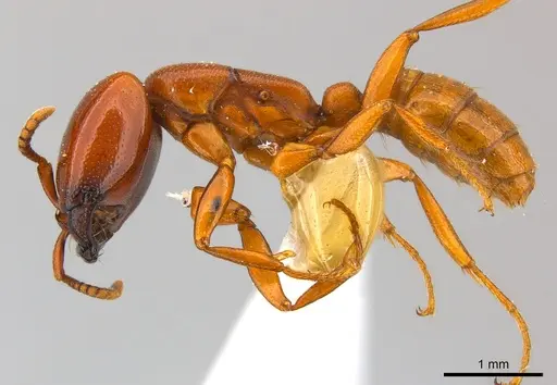 Dorylus affinis - CASENT0217157