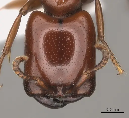 Dorylus affinis - CASENT0217462