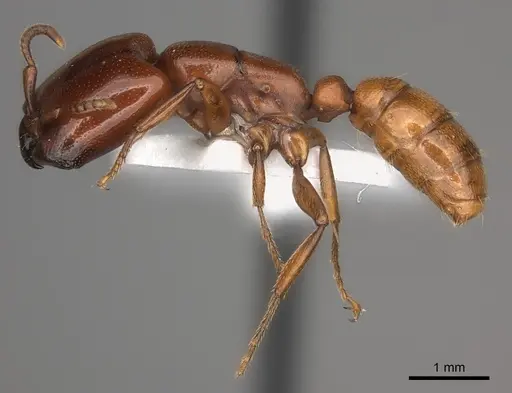 Dorylus affinis - CASENT0217462