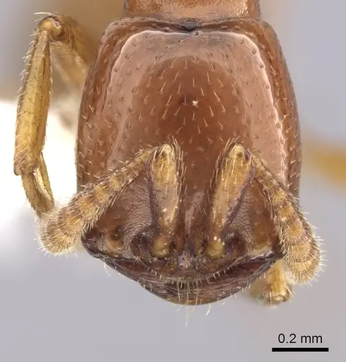 Dorylus affinis - CASENT0249444