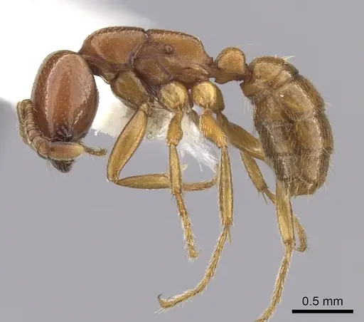 Dorylus affinis - CASENT0249444