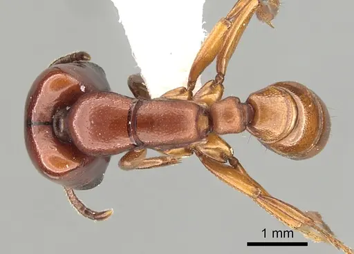 Dorylus affinis - CASENT0249445