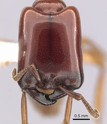 Dorylus affinis - CASENT0249445